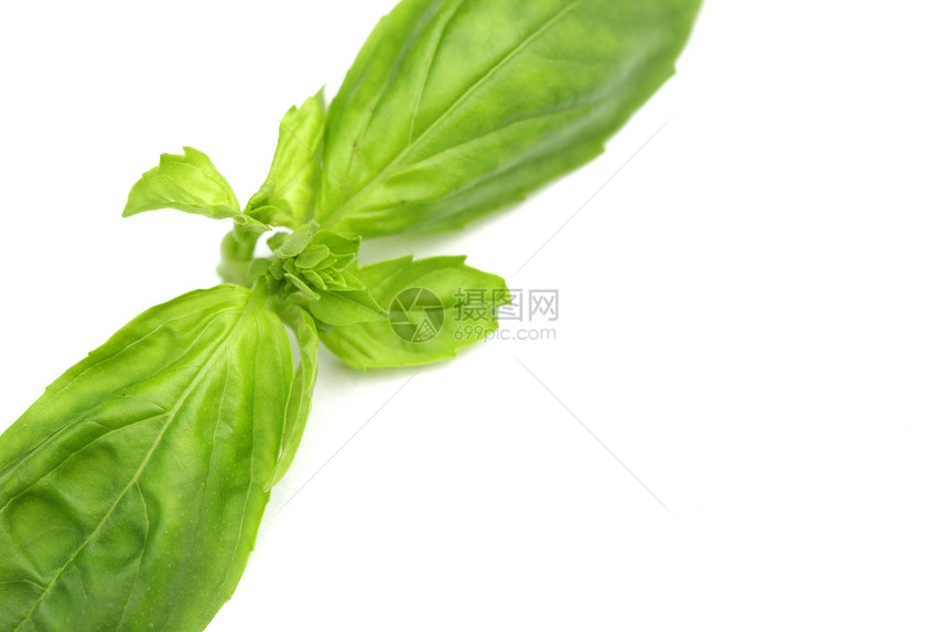 白色的巴西尔叶叶香料农业沙拉蔬菜食物芳香草本植物美食香气宏观图片