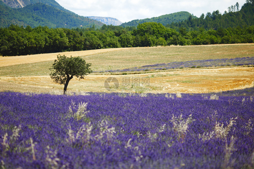 淡紫地疗法收成紫色芳香场地植物线条天空风景农田图片