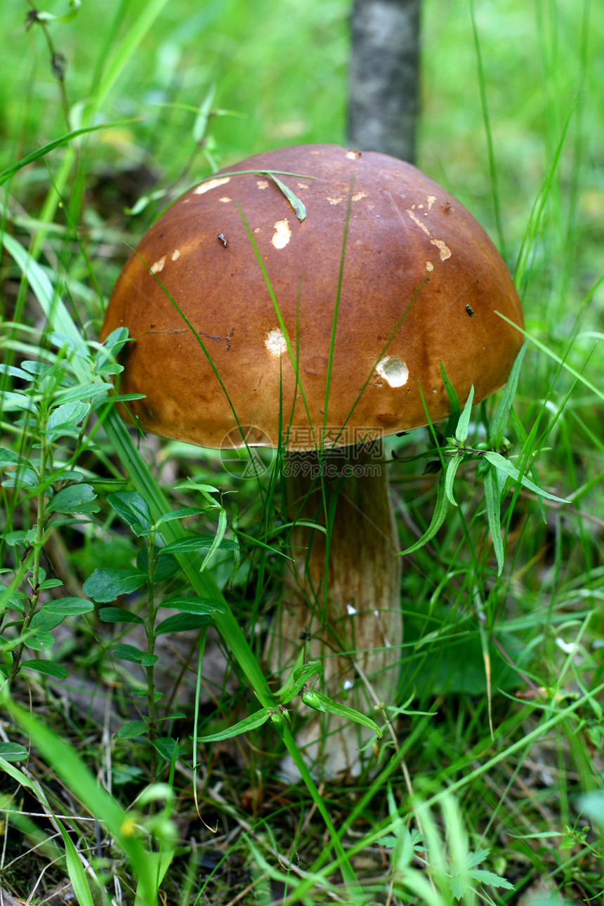 博莱特棕色苔藓采摘荒野绿色植物季节森林食物图片