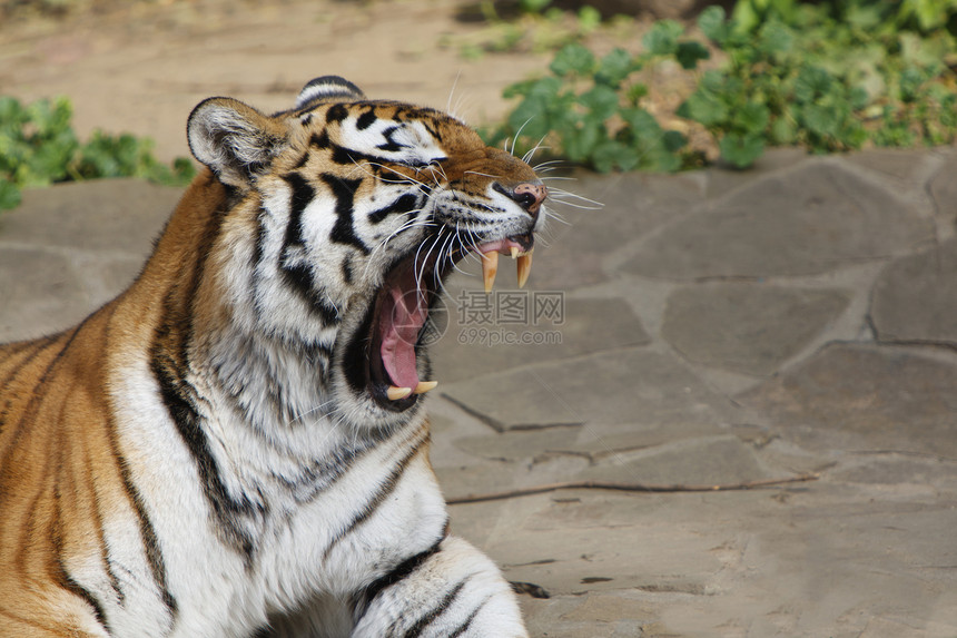 Yawing 西伯利亚虎大猫动物园濒危食肉捕食者条纹猫科动物毛皮哺乳动物野生动物图片