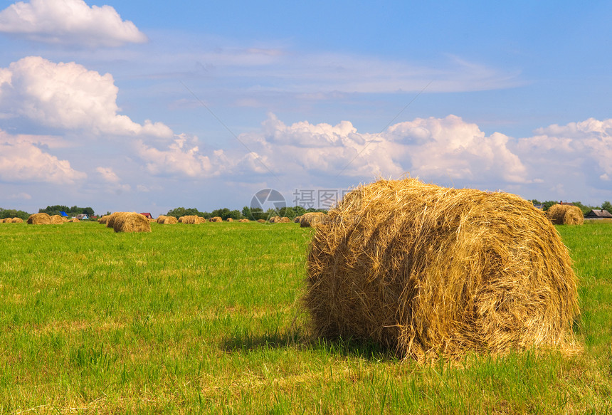 实地的草标土地农场植物农村金子收获农业草垛小麦农民图片