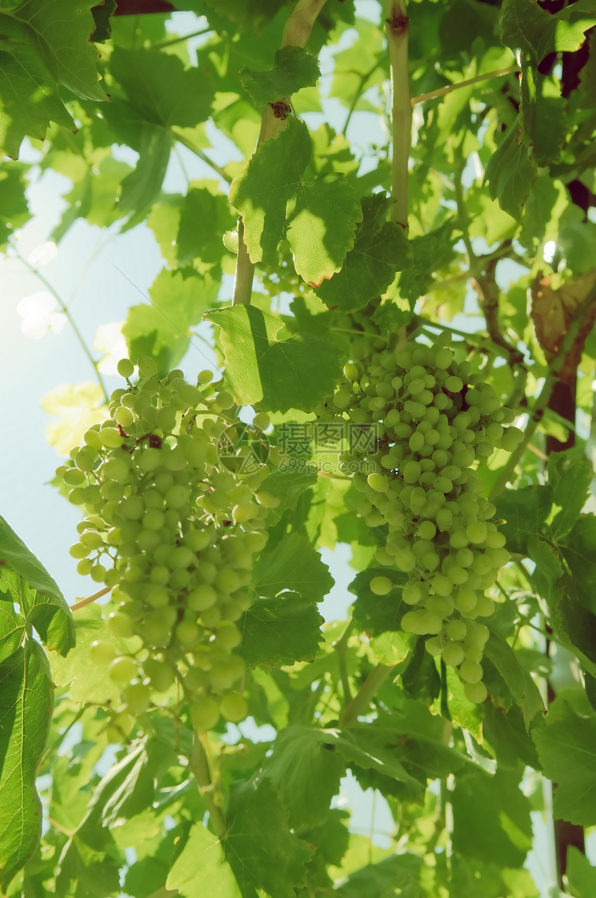 葡萄藤上有很多葡萄水果酿酒师酒精藤蔓叶子甜点收成植物果汁酒厂图片