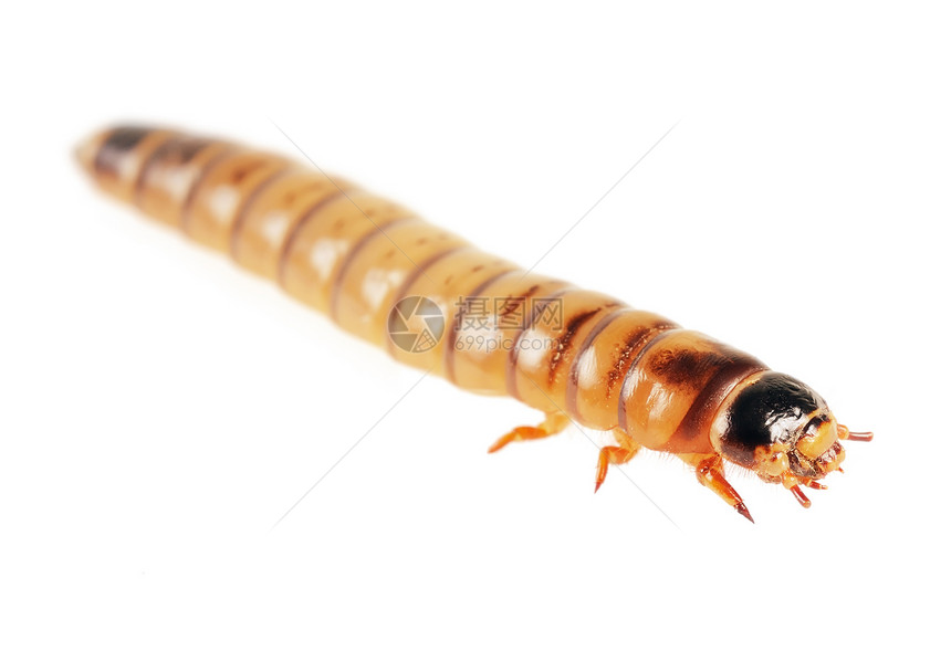 Zophobas昆虫 宏 浅深的田地棕色蛴螬生物漏洞蚯蚓粉虫鞘翅目诱饵食物毛虫图片