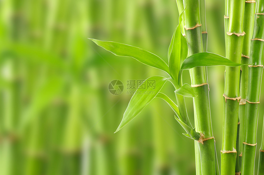 竹子绿色植物叶子边界园艺热带运气生活花园环境图片