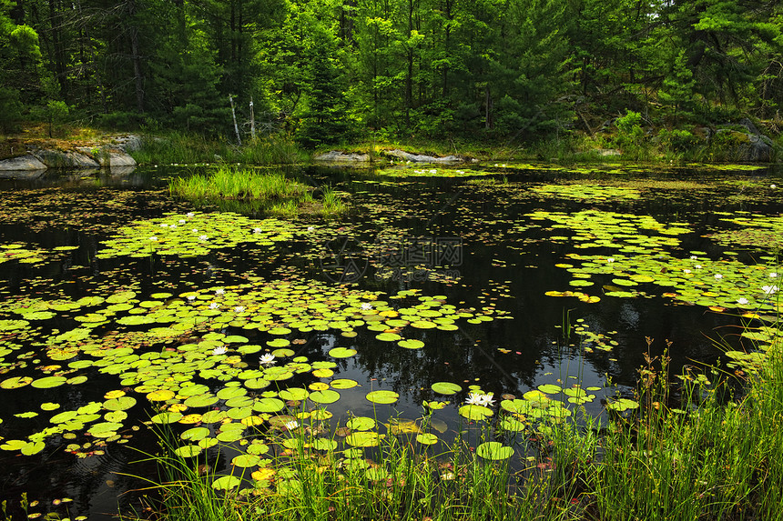 湖边的百合板叶子植物群花朵环境植物绿色植物百合池塘风景树木图片
