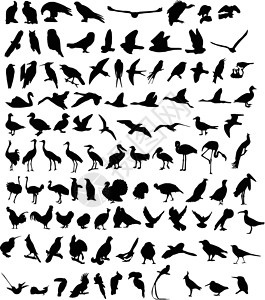 珍珠鸡100只鸟插画