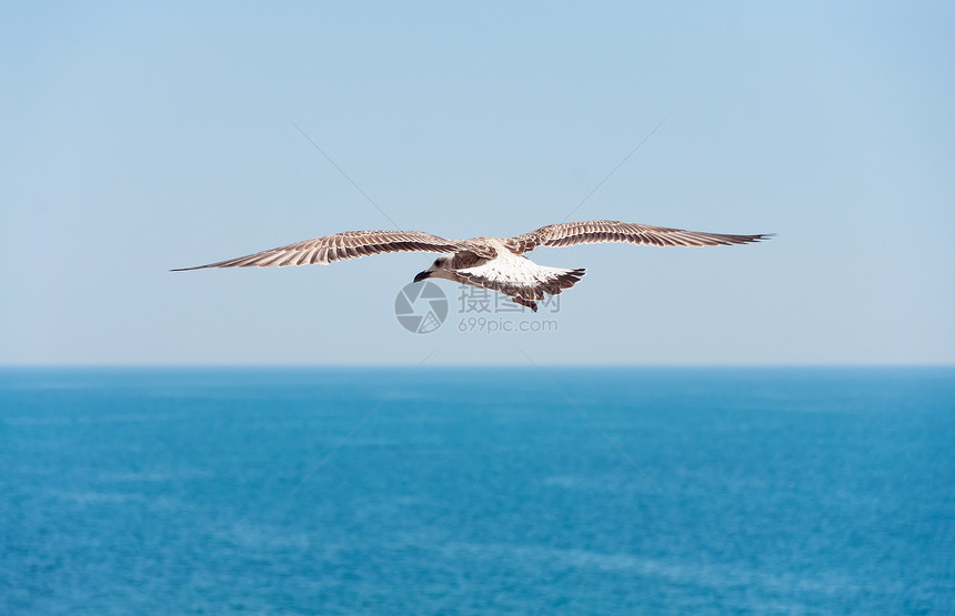 以海为背景的飞行海鸥图片