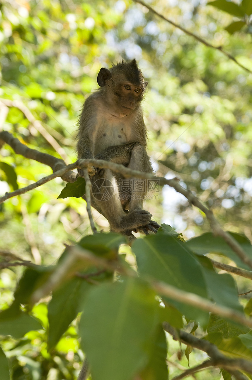 柬埔寨的黑猴公园猕猴野生动物毛皮荒野动物眼睛婴儿孩子旅行图片