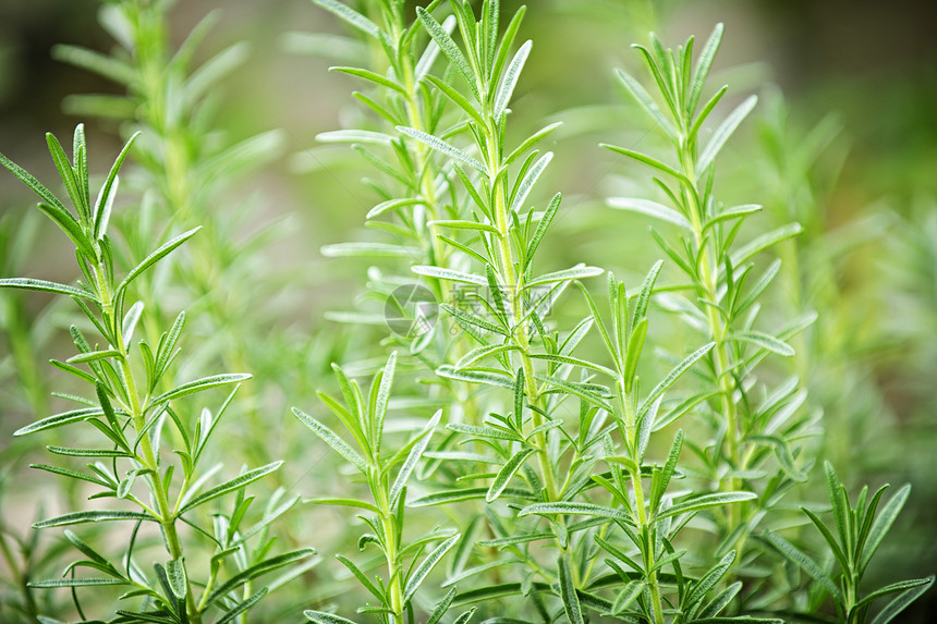 罗斯玛丽药草植物花园香料蔬菜食物树叶多叶草本植物生长草药绿色图片