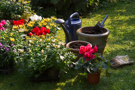 秋花园花盆中的新植物阴影菊花种植仙客花箱工作绿色夏园园艺生长背景图片