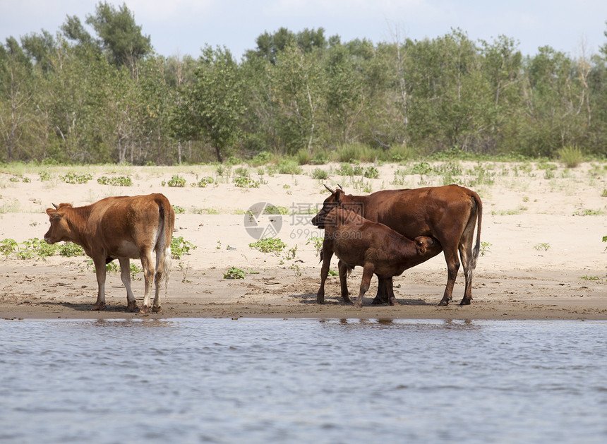 在河岸的牛群牧场家畜奶牛奶制品动物天空农村溪流农场团体图片