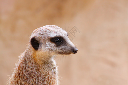 伴配/火花背景的哨兵直立Meerkat背景图片