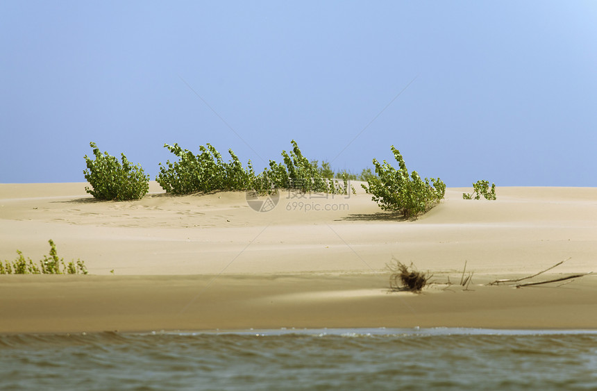 沙沙中喷发河岸生态晴天植物学对角线沙漠气候植物群植物生长图片