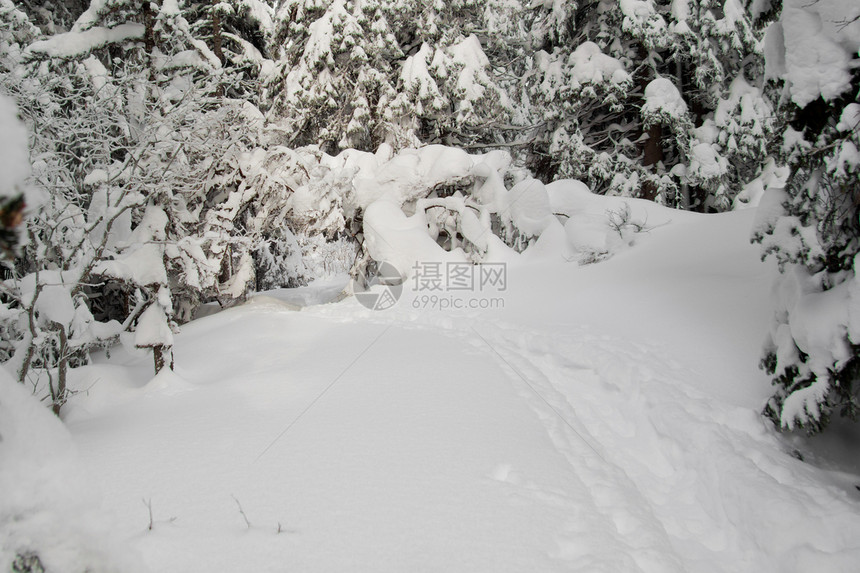 横向 穿过雪林的路径图片