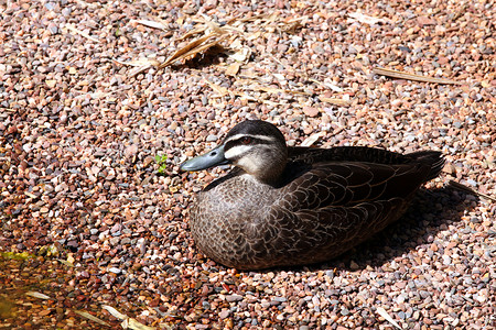 太平洋黑鸭黑色灰色水鸟纤毛鹅卵石鸭子背景图片