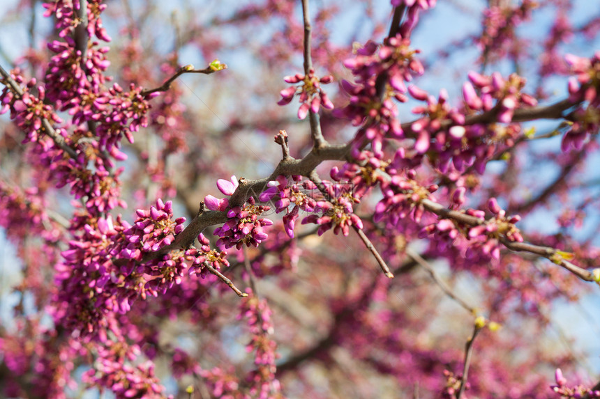 紫树春开花图片