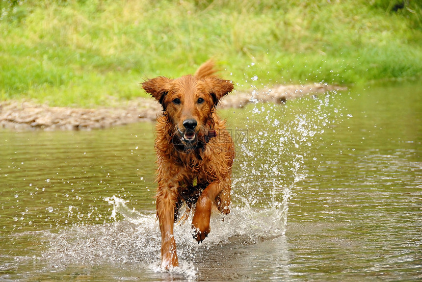 跑狗狗朋友犬类喜悦乐趣游泳动物水池宠物牙齿游戏图片