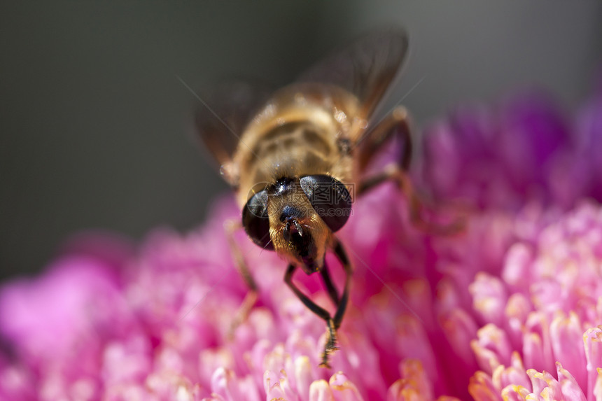 飞行粉色花园生活翅膀眼睛黄色植物昆虫图片