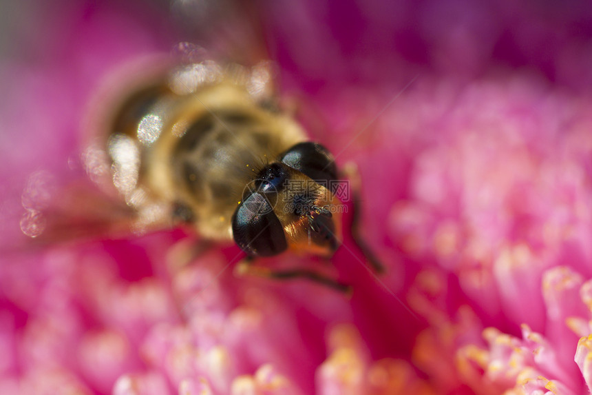 飞行昆虫植物翅膀黄色生活眼睛花园粉色图片