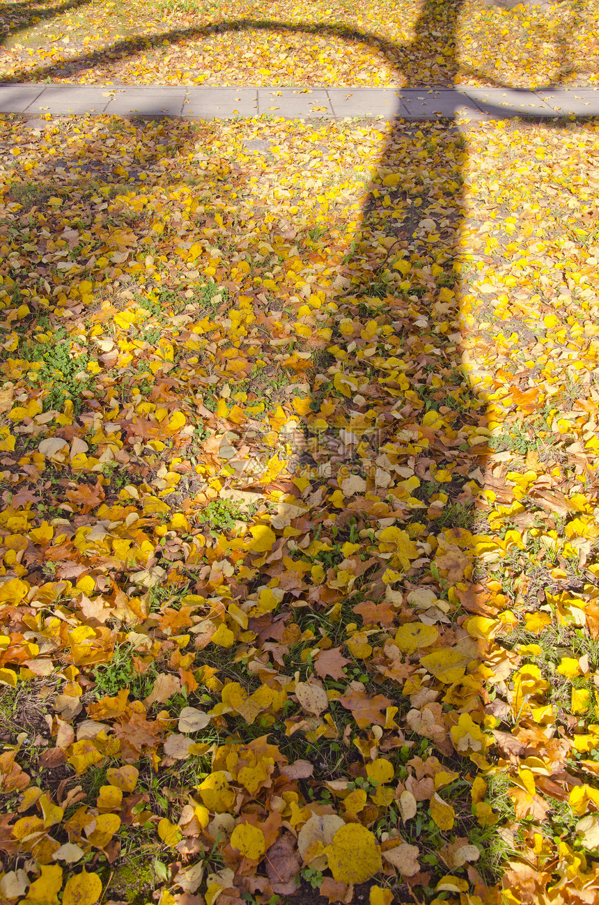 秋叶和树影图片