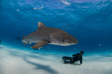 虎鲨和潜水者高清图片