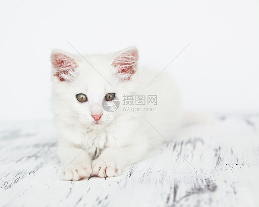 白小白猫婴儿白色猫咪猫科动物小猫眼睛孩子动物宠物图片