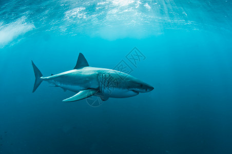 一条鲨鱼大白鲨鱼掠食者大白鲨海洋摄影背景