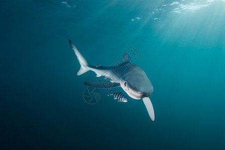 蓝鲨鱼摄影海洋领航捕食者青蛙高清图片