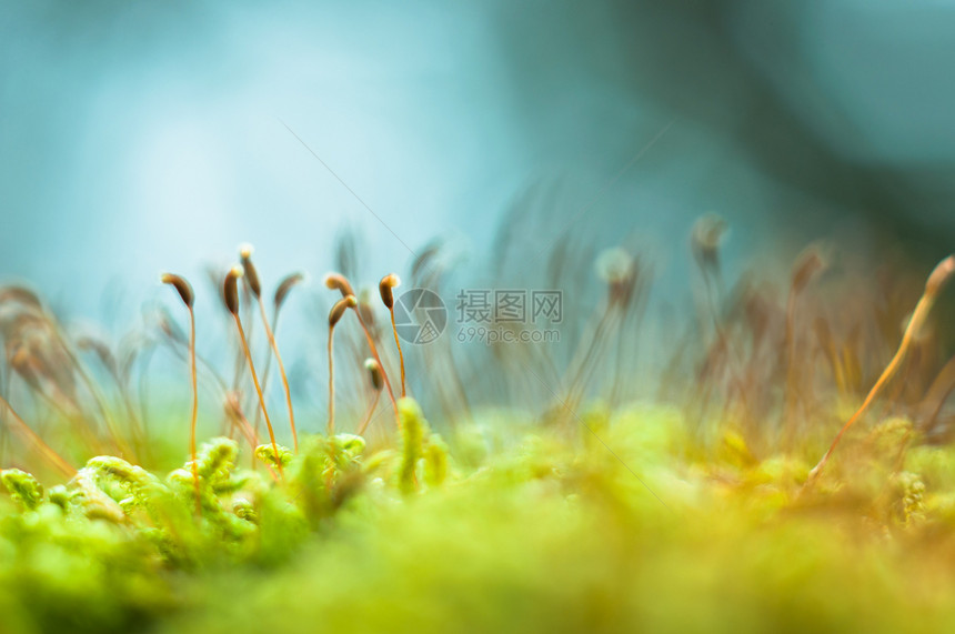 明亮绿色苔草宏观拍摄荒野苔藓季节地面环境生态叶子皮肤丛林公园图片