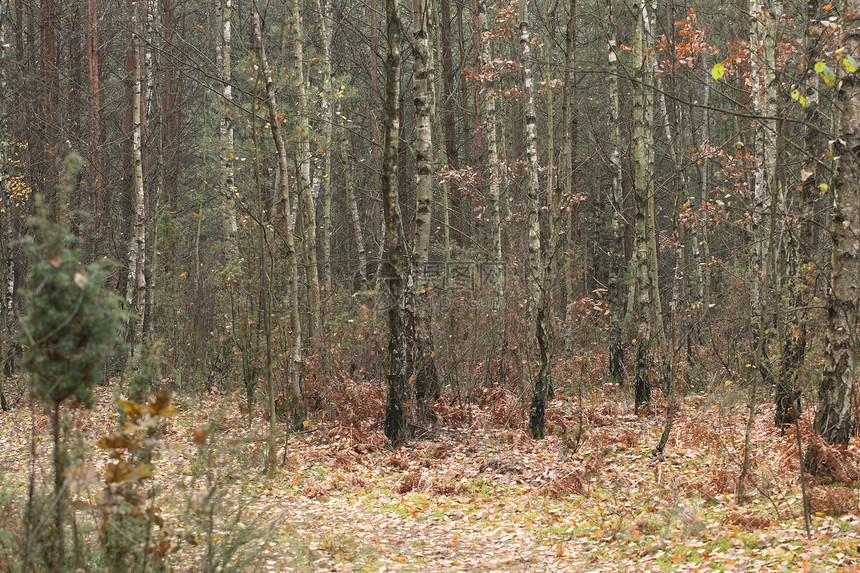 森林的秋天公园木头叶子荒野环境季节植物树木树叶风景图片