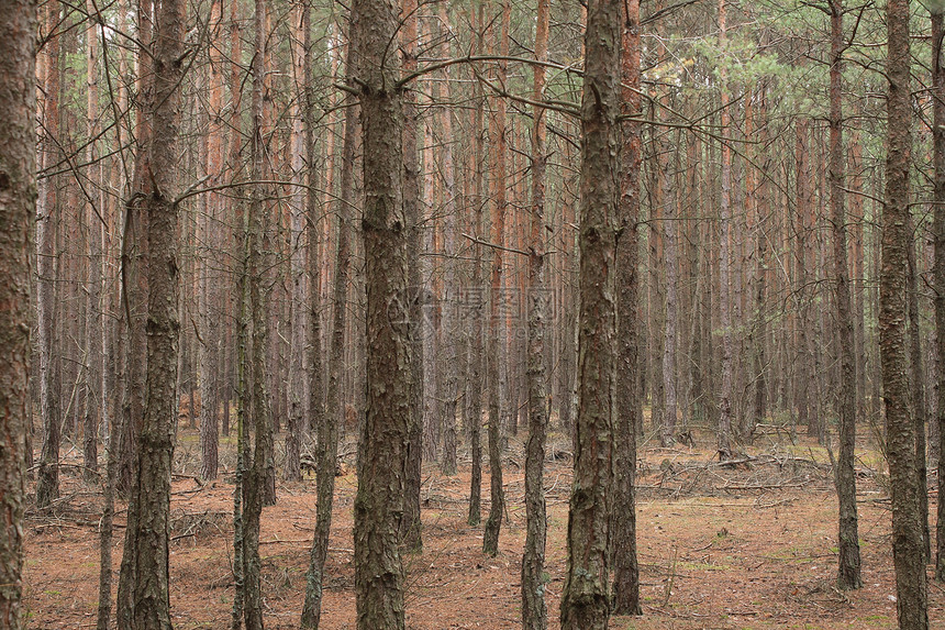 森林的秋天衬套绿色黄色叶子风景荒野季节性公园树木木头图片