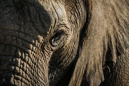 大象简介象牙哺乳动物野生动物特写高清图片