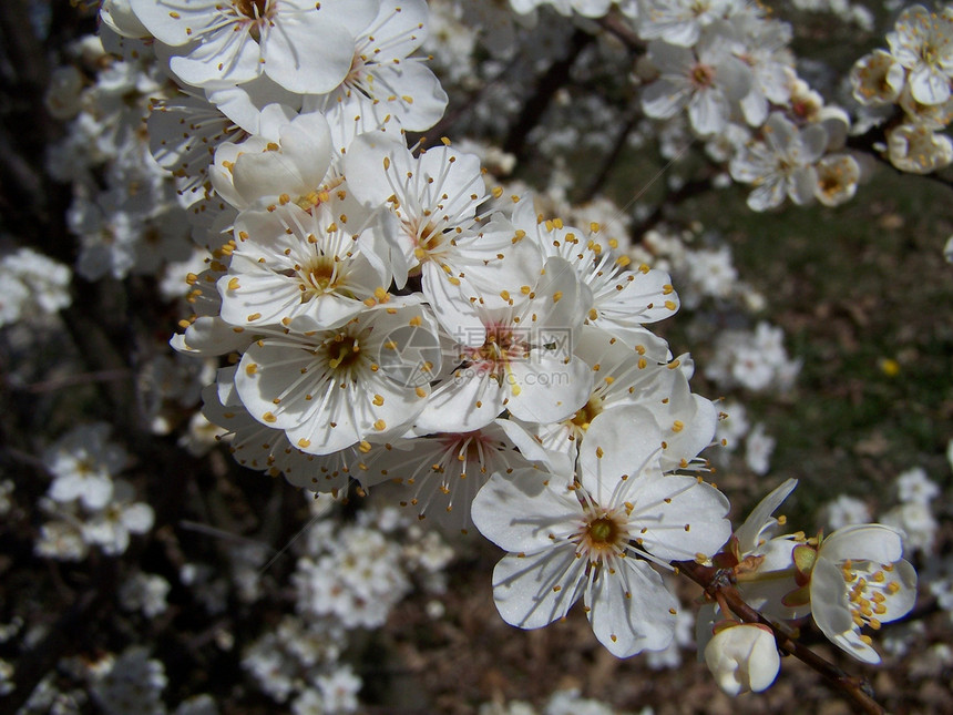 春天的樱桃树植物群航班花园生长宏观园艺果园李子花粉水果图片