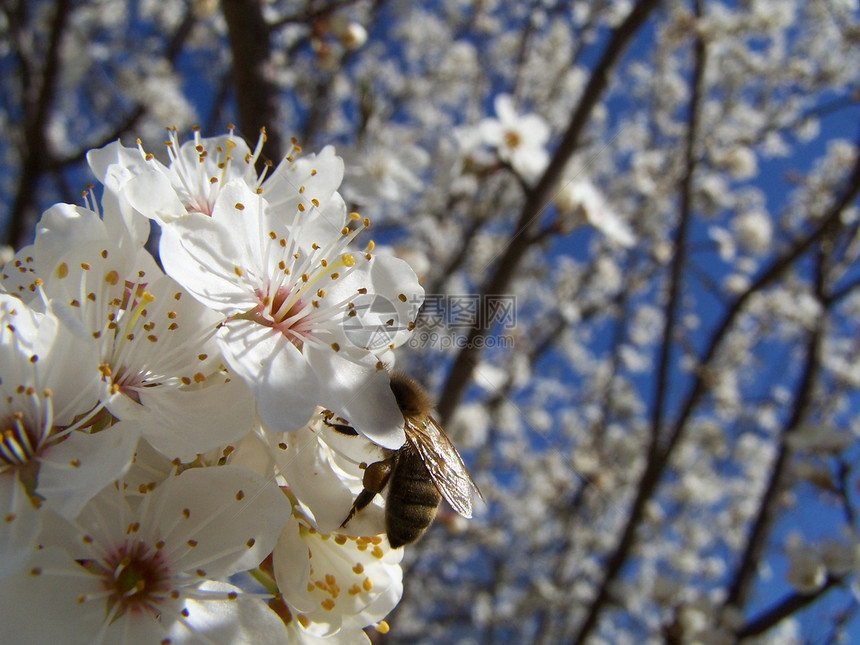 春天的樱桃树植物天空蓝色晴天宏观花瓣生长植物学植物群美丽图片