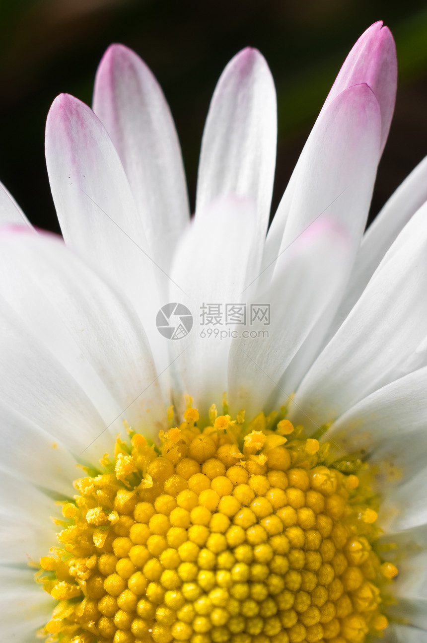 白花宏植物园艺向日葵雄蕊圆形美丽植物群黄色花瓣花园图片