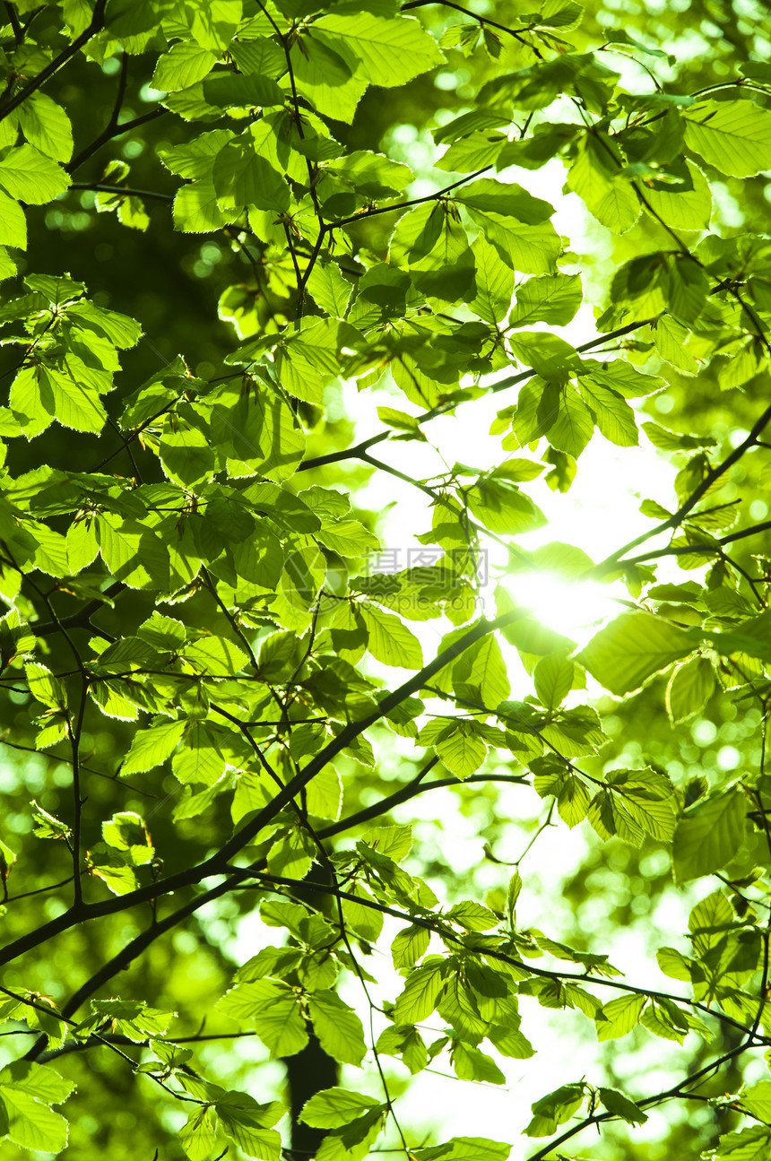 阳光在森林中闪耀树林公园文化树木植物森林花园太阳叶子活力图片