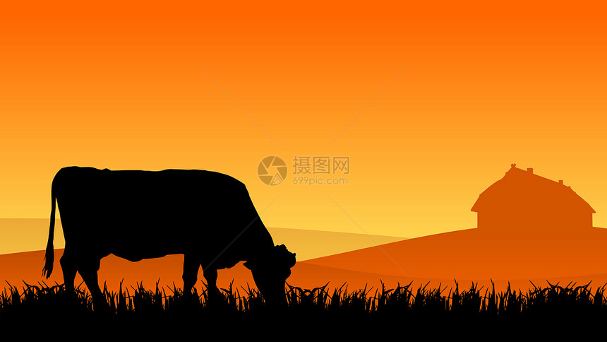 夏天日落时牧牛图片