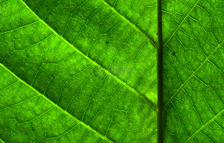 绿叶纹理和静脉环境生态植物学照片脉络森林绿色生长树叶生活图片
