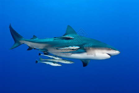 公牛鲨鱼菲奥娜艾耶斯特高清图片