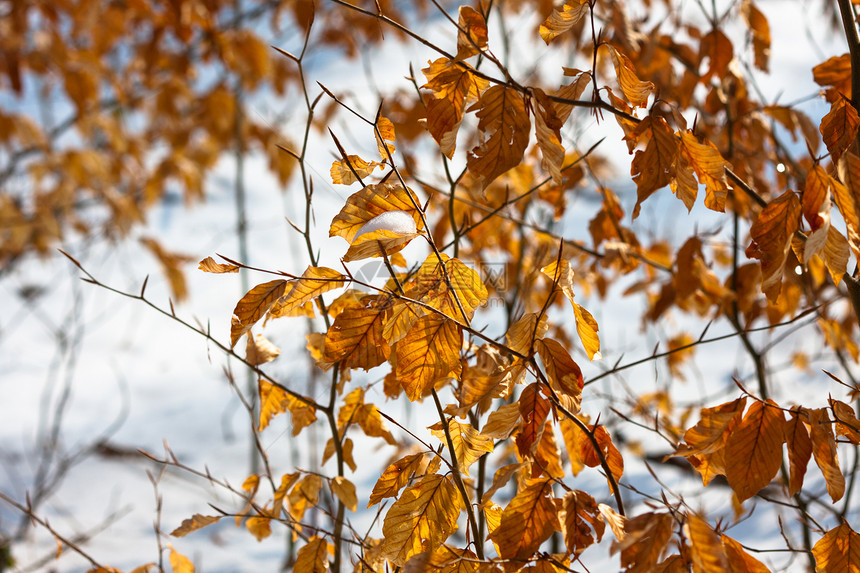 黄秋叶 下雪金子公园棕色场景阳光照射晴天黄色衬套橙子叶子图片