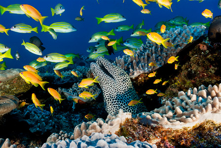 珊瑚礁景点中的斑点小鹿和鱼高清图片