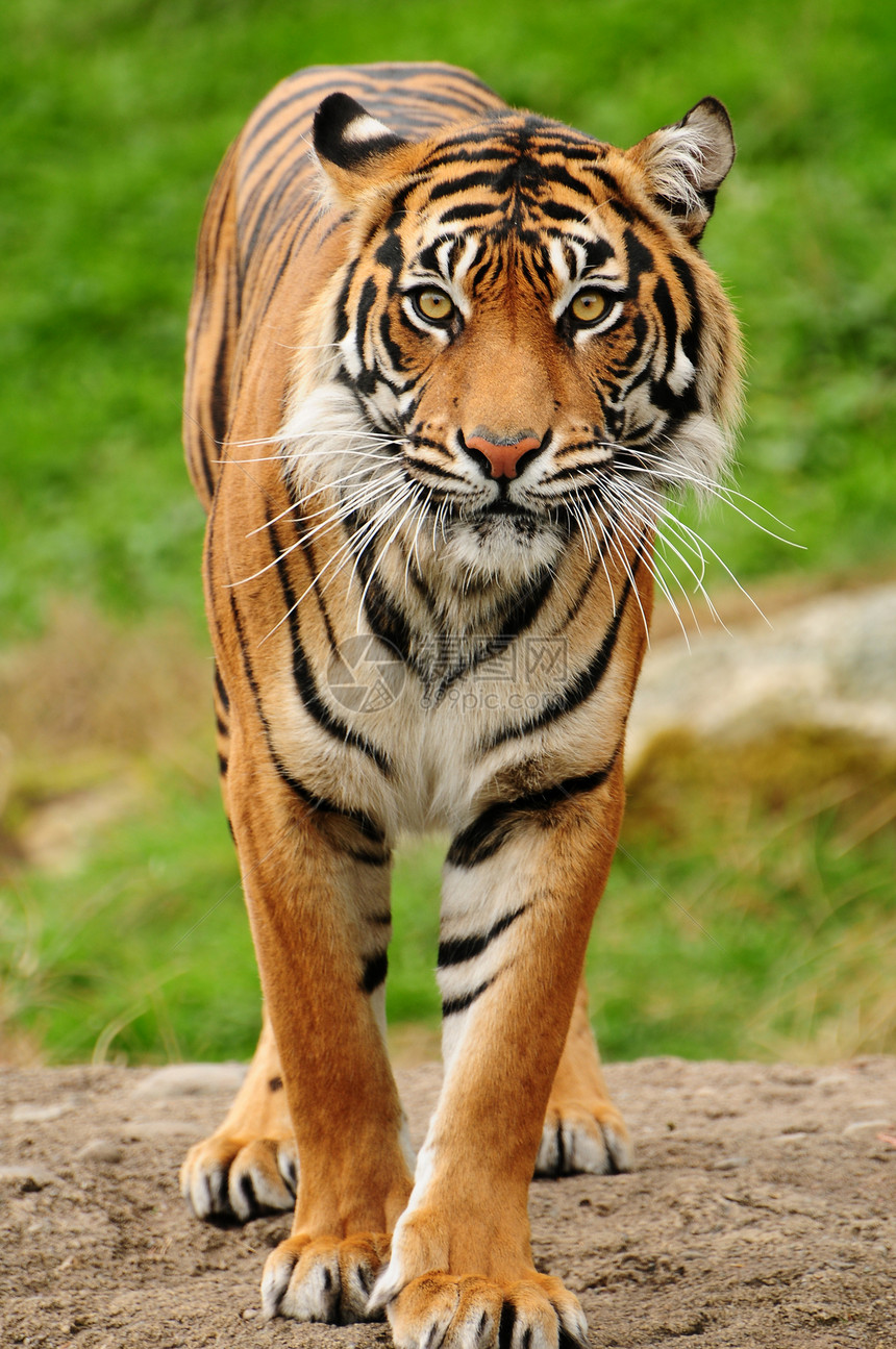 孟加拉虎打猎侵略猫科食肉豹属野生动物猎人动物丛林老虎图片