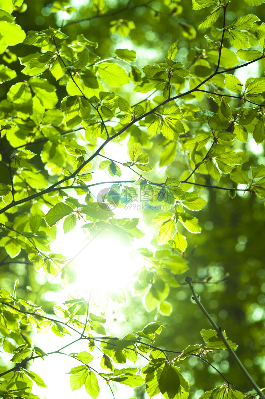阳光在森林中闪耀公园叶子射线天空树叶植物文化树木树林森林图片