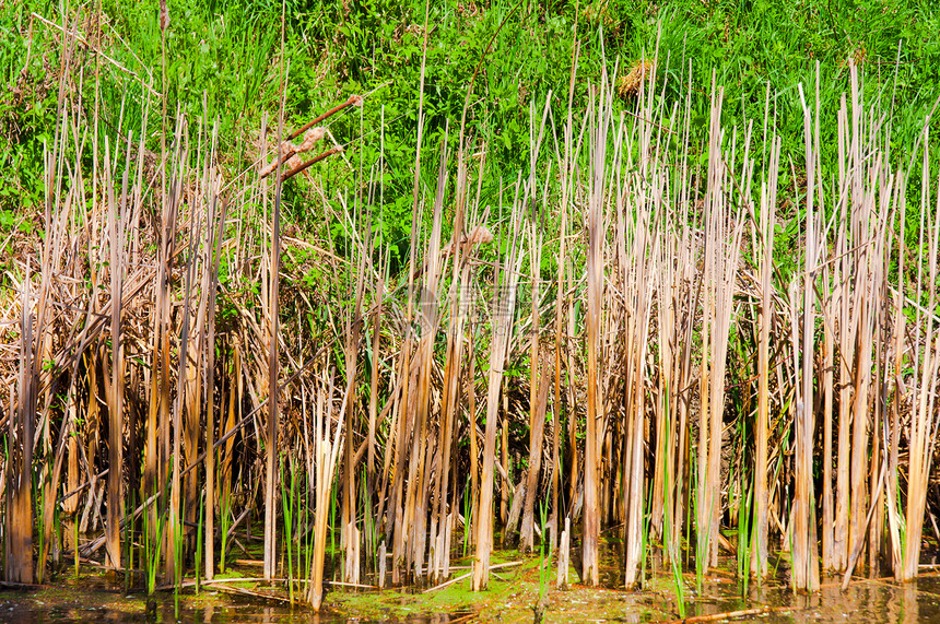 沼泽中的竹竹图片