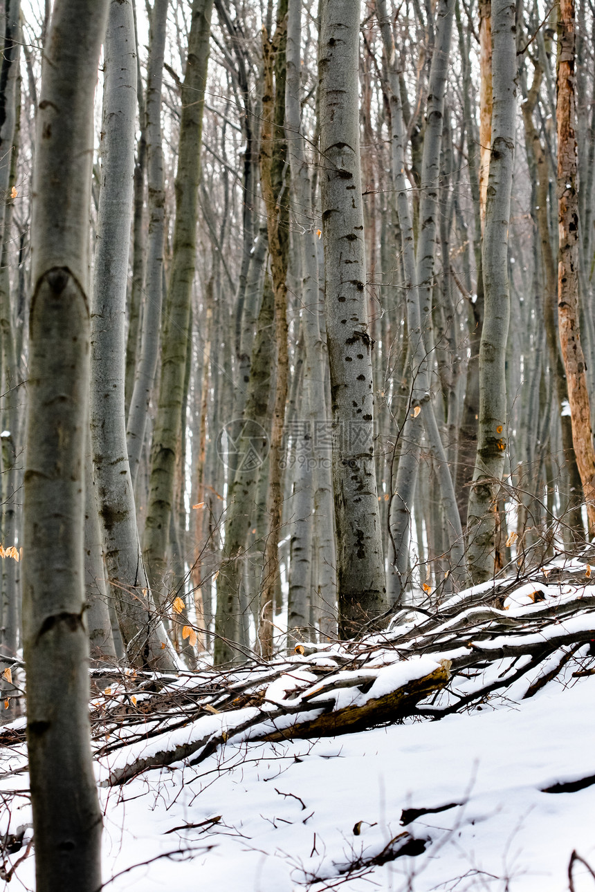 带季节性积雪的深森林季节叶子环境风景场景公园薄雾天气白色林地图片