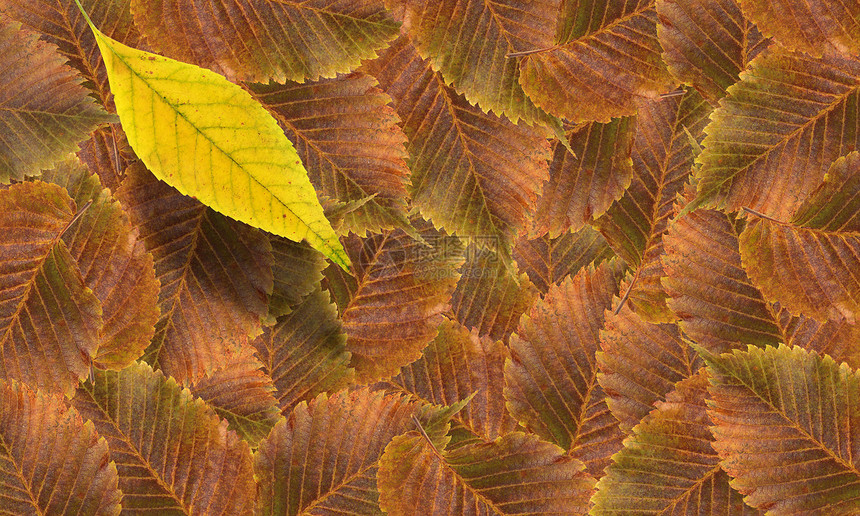 秋叶落叶背景干叶生态植物叶子宏观墙纸季节秋叶图片