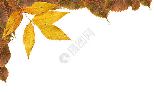 秋季离开边境边界季节框架干叶元素设计秋叶生态植物宏观背景图片