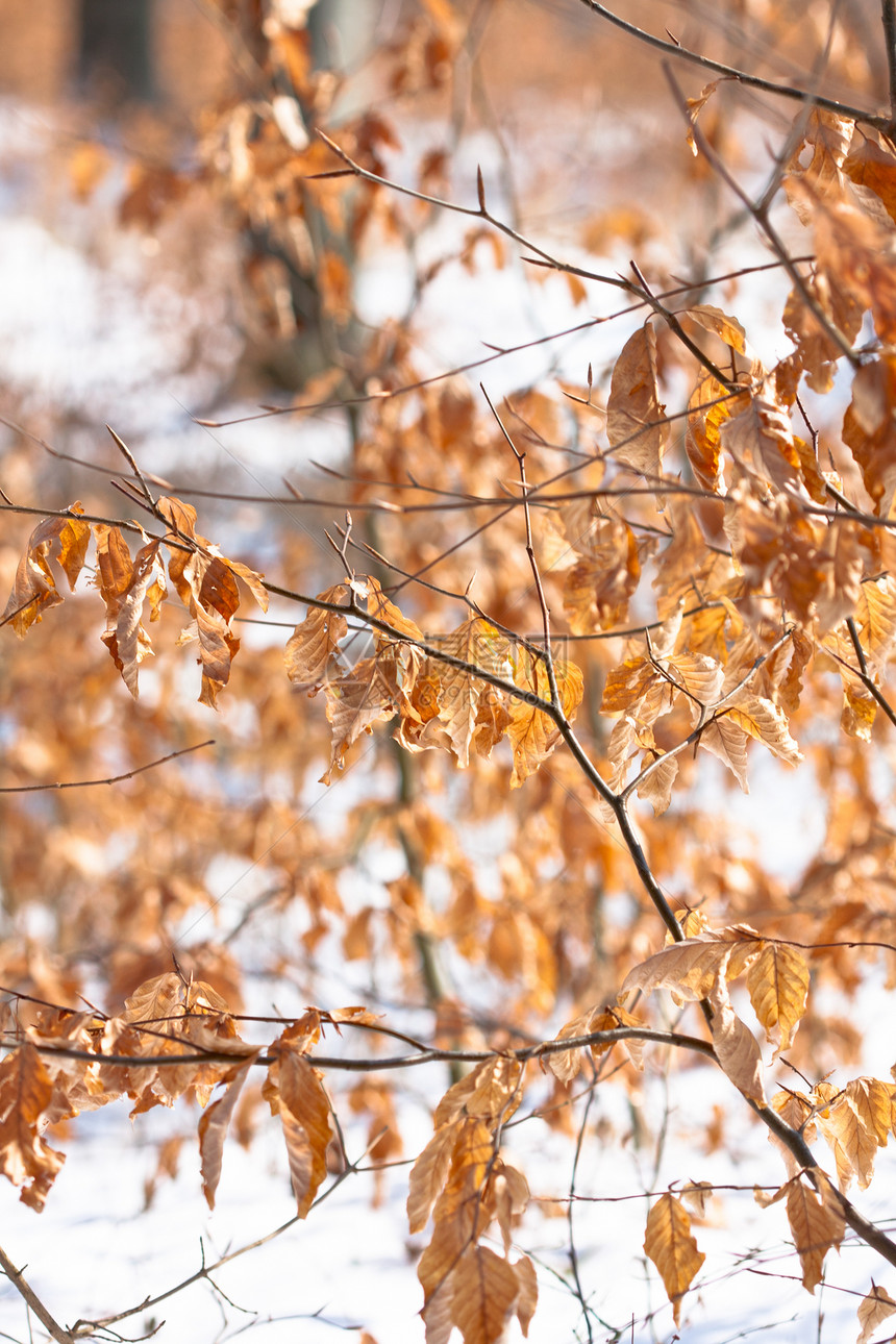 黄秋叶 下雪活力阳光照射装饰品金子棕色衬套黄色森林季节季节性图片