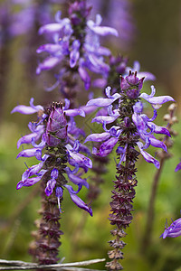 Nepeta 立管花花高清图片