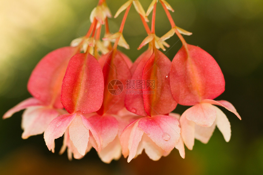 乌沙花花植物群绿色宏观紫红色粉色植物园艺花瓣树叶花园图片